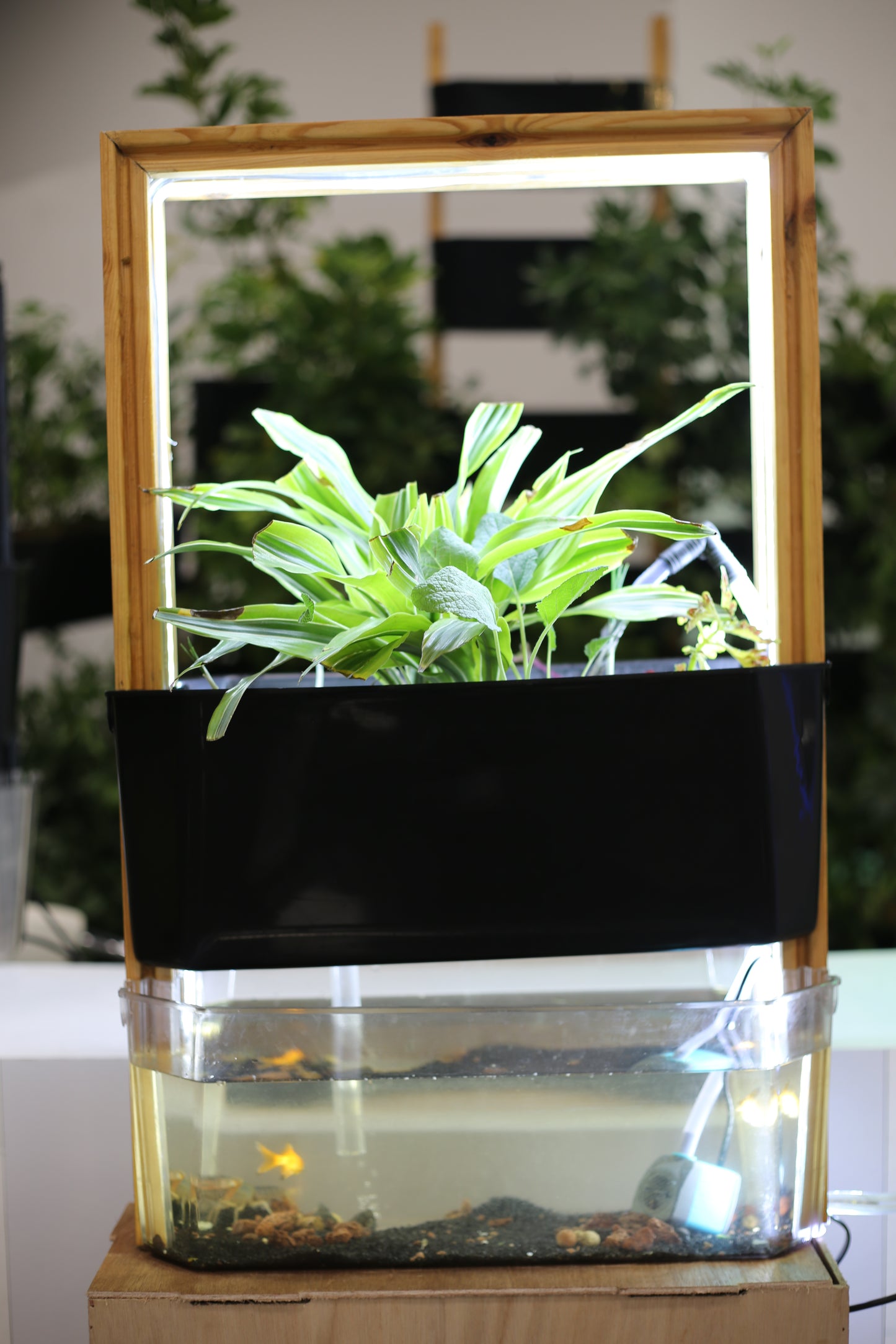 the aquaponic U frame  (aqua frame series )