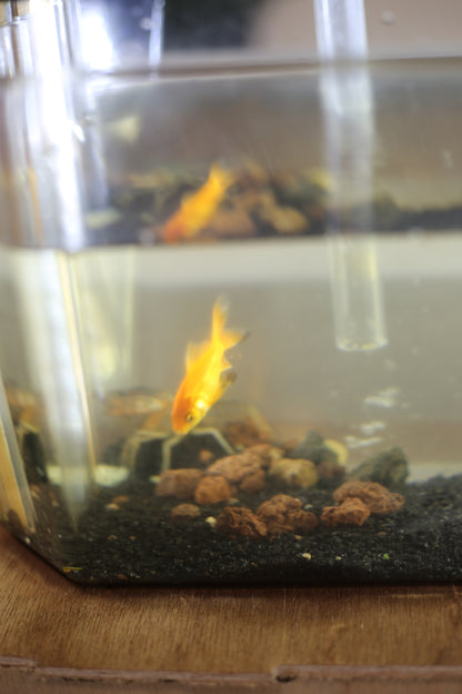 the aquaponic U frame  (aqua frame series )