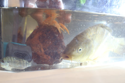 the aquaponic U frame  (aqua frame series )