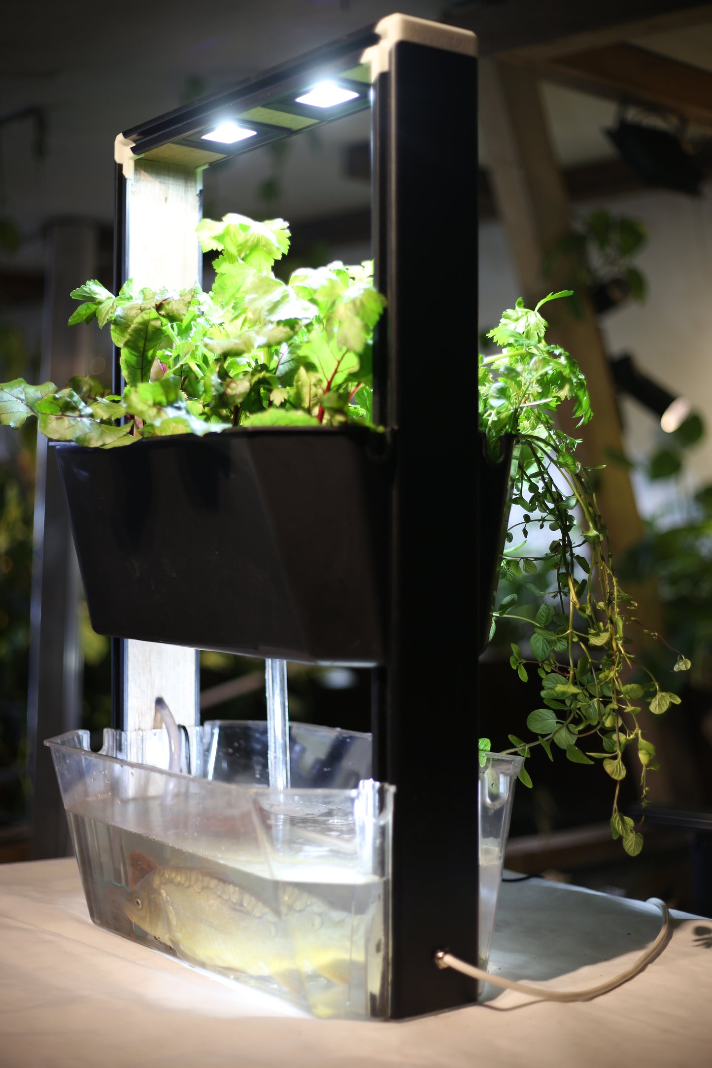 the aquaponic U frame  (aqua frame series )